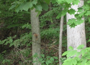 Chipmunk at Mendon Ponds Park